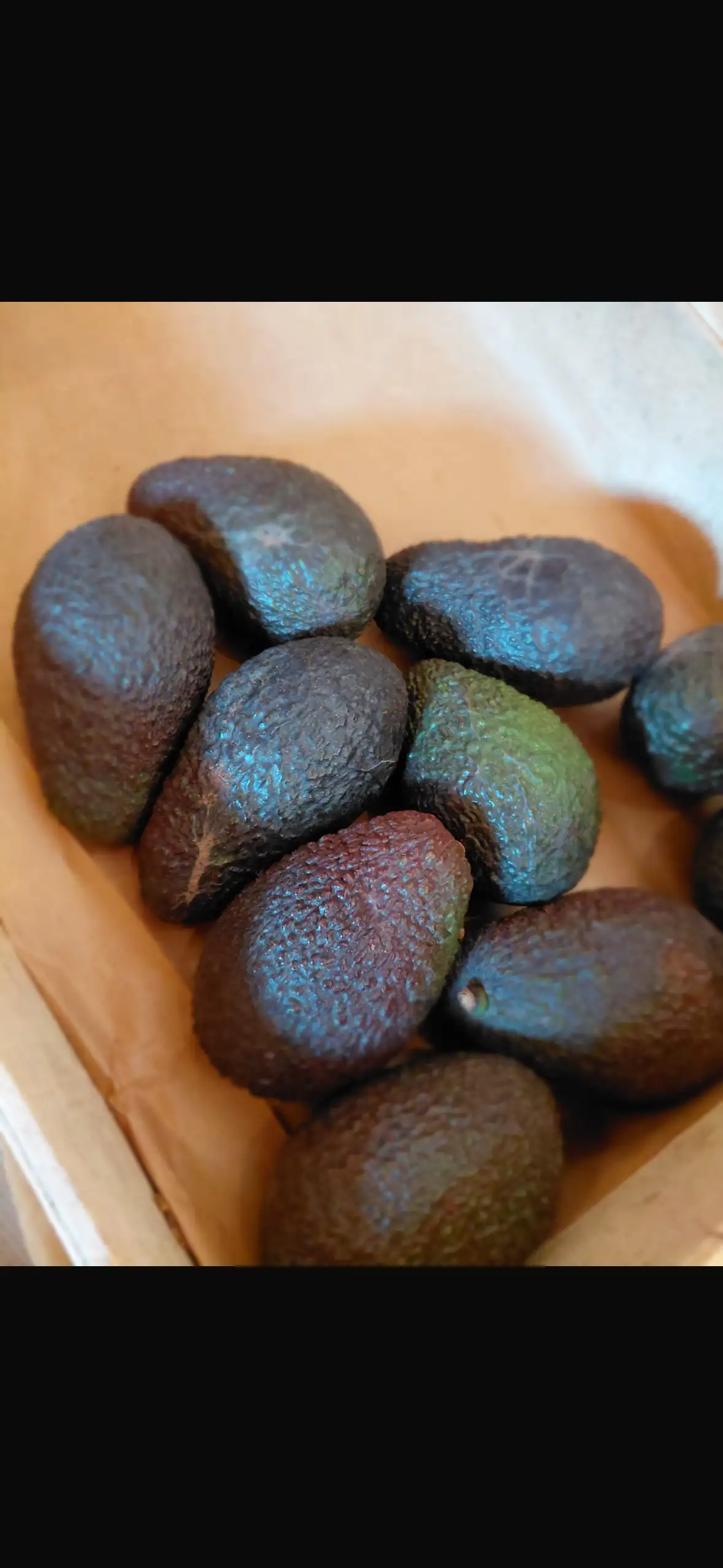 avocats
