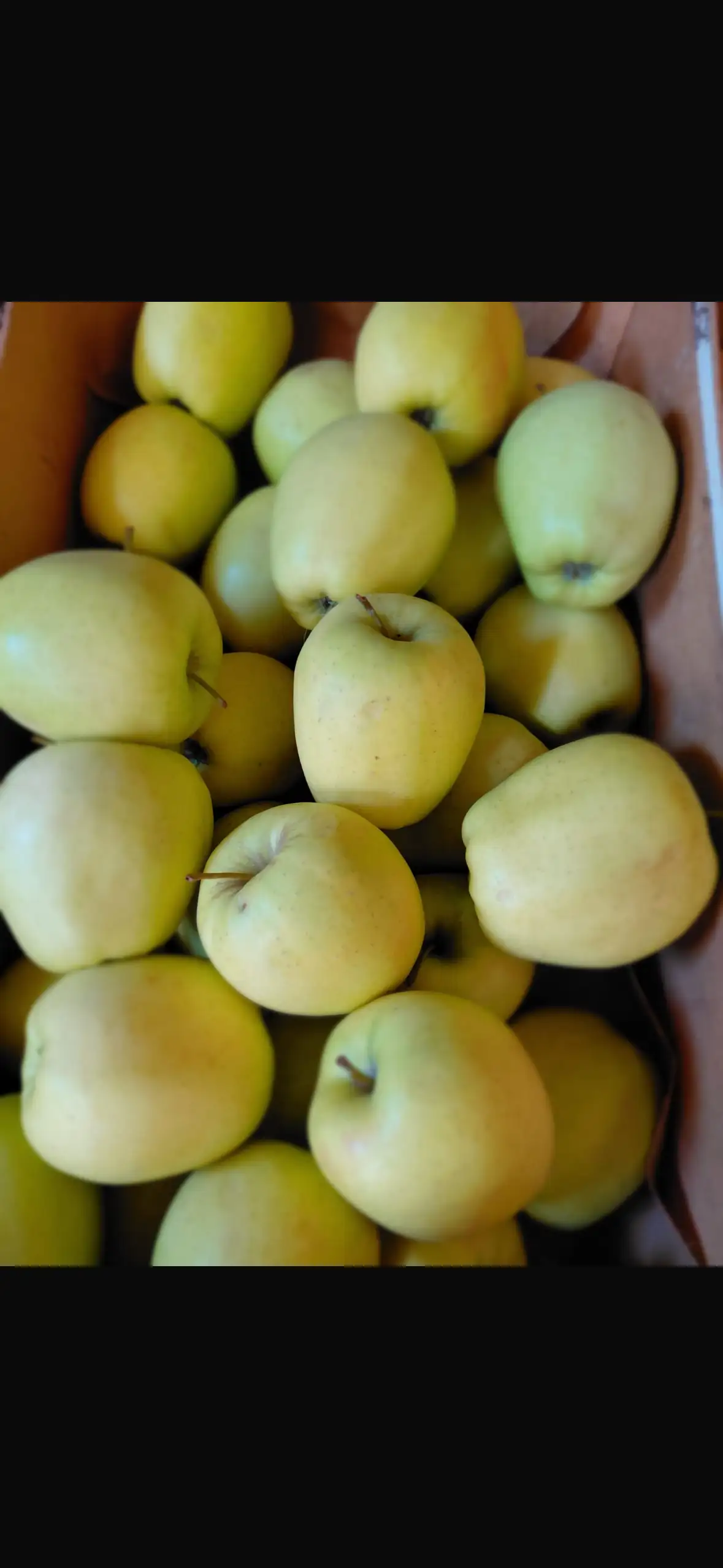 pommes golden