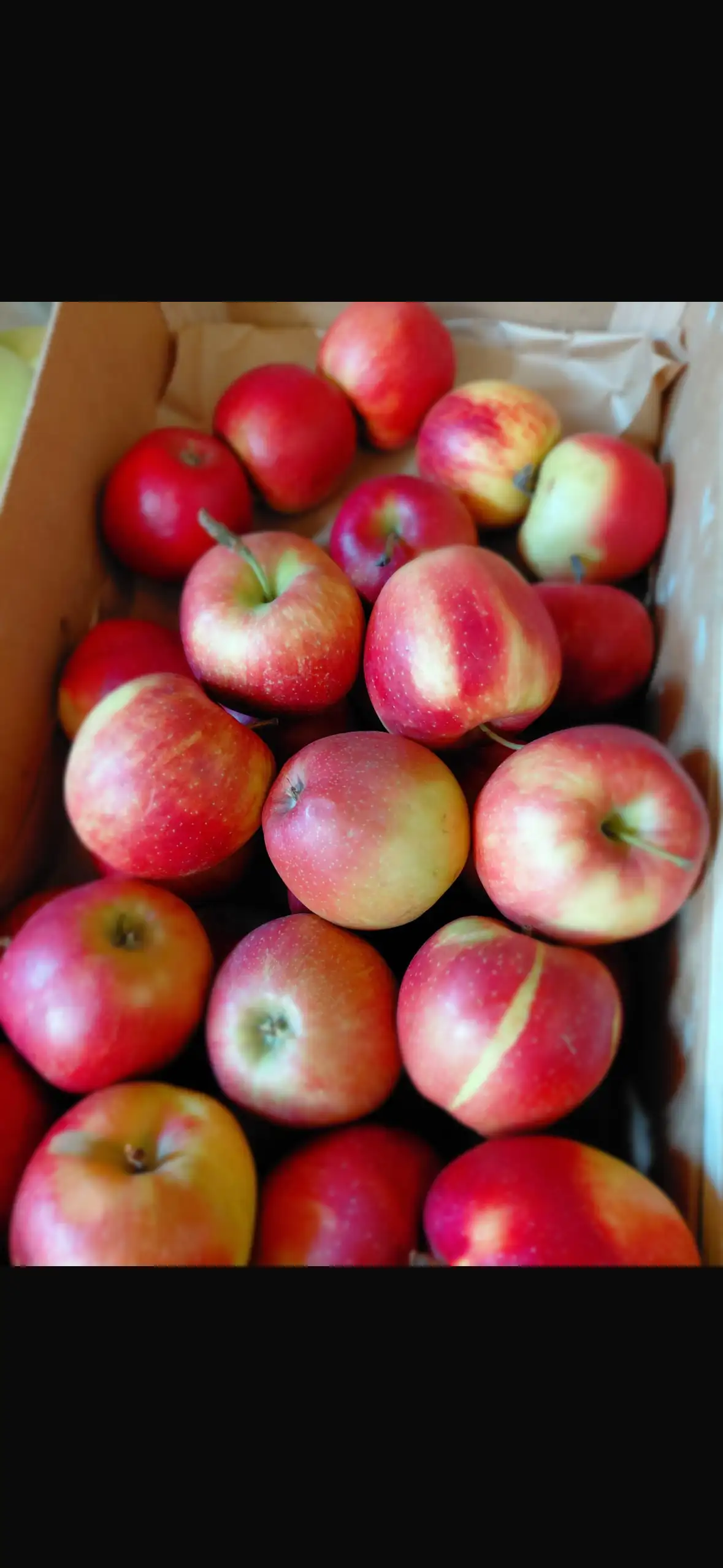 Pomme gala